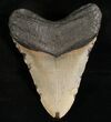 Megalodon Tooth - North Carolina #7468-2